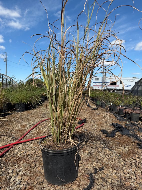 6count Varigatus Miscanthus Grass 3 gal