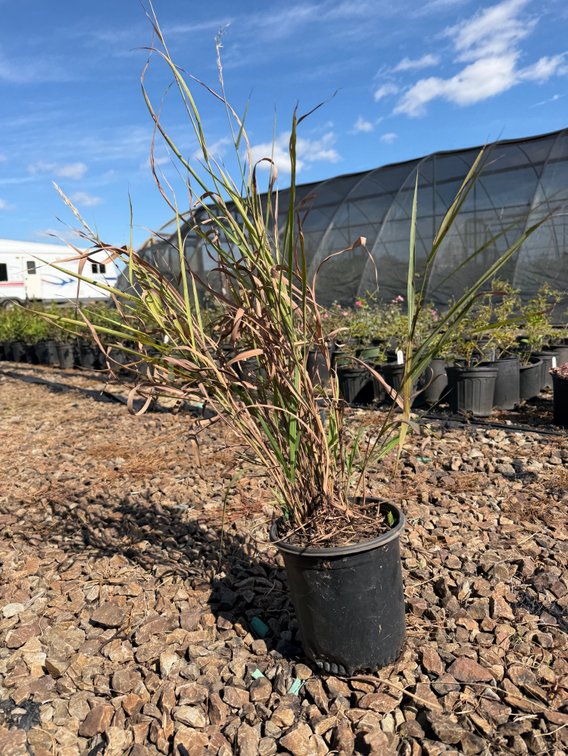 10count Purpurascens Grass 1 gal