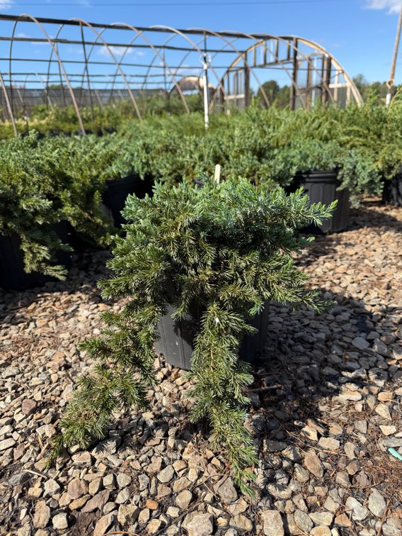 6count Blue Pacific Juniper 3 gal