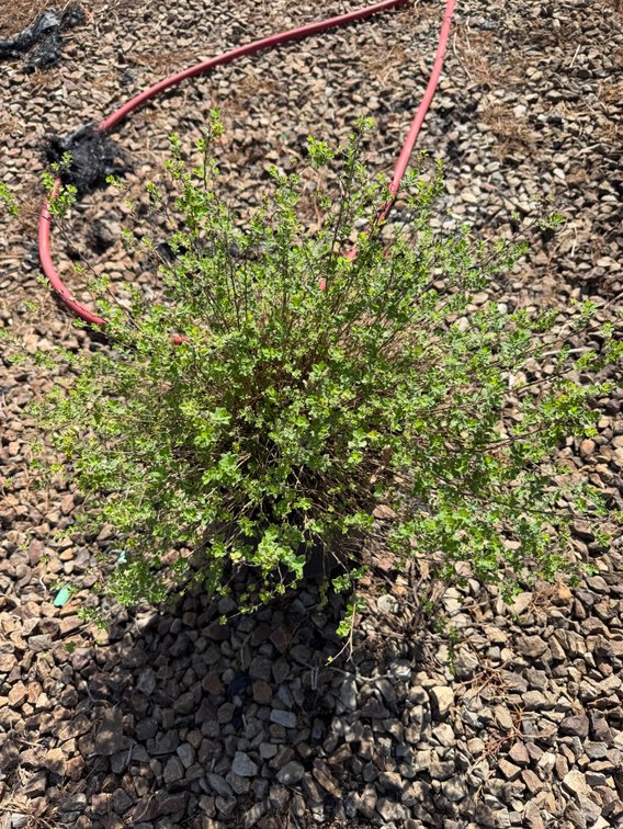 6count Little Princess Spirea 3 gal