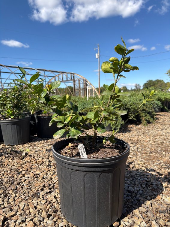 5count Winter Creeper 3 gal