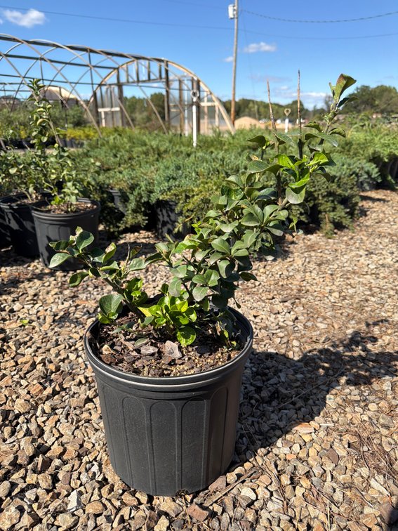 5count Winter Creeper 3 gal