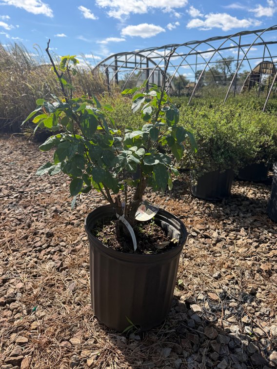 4count Arborose Kiss Me Kate 3 gal