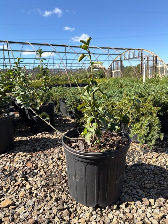 5count Winter Creeper 3 gal