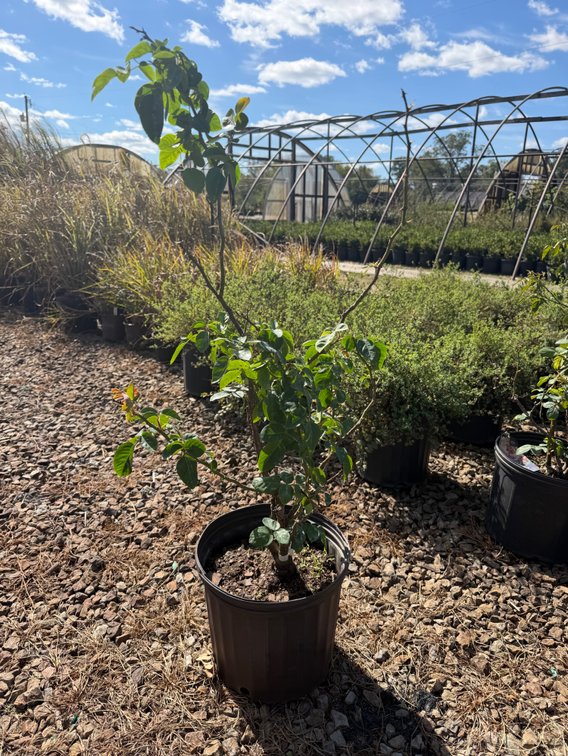 4count Arborose Kiss Me Kate 3 gal