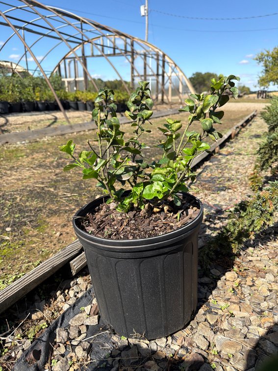 5count Winter Creeper 3 gal