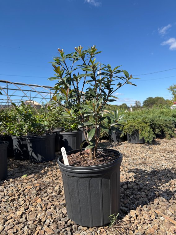 5count Cleyera 3 gal