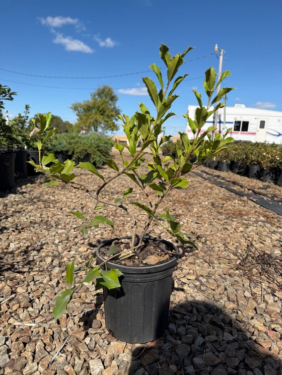 10count American Holly 1 gal