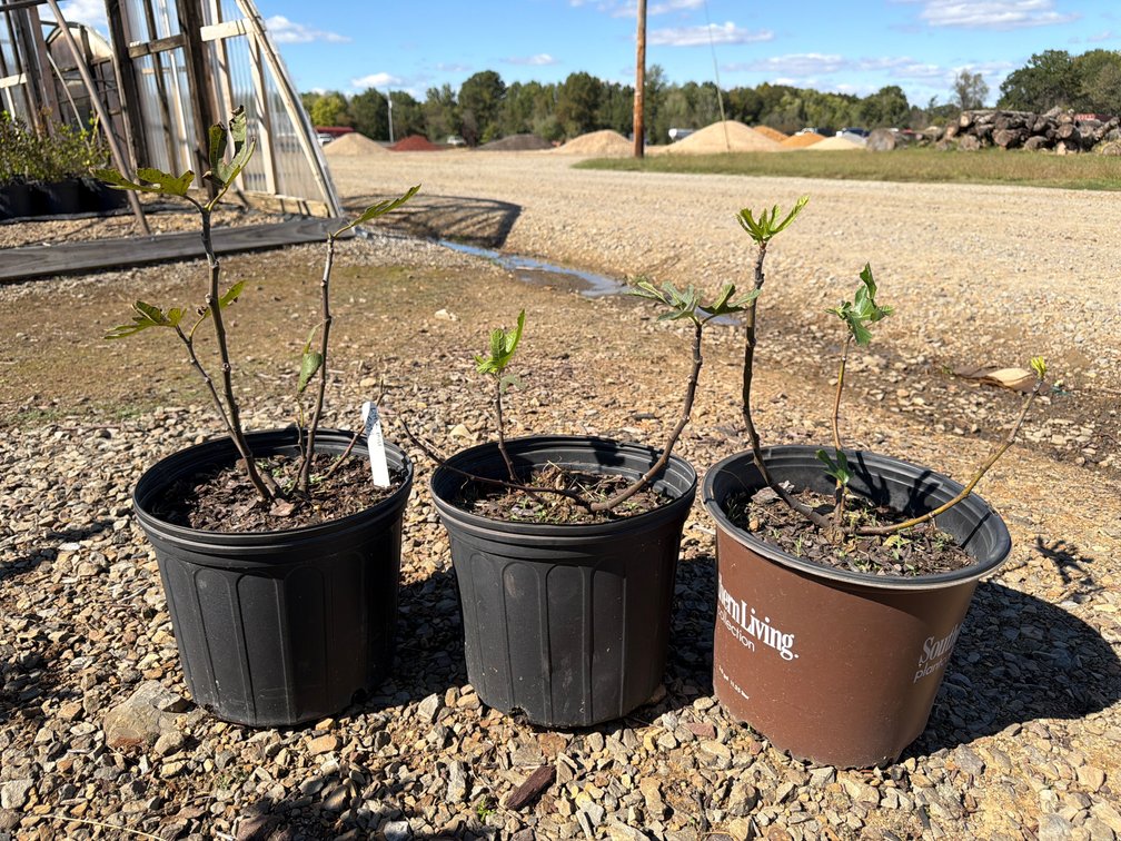3count Little Miss Figgy Fig Tree 3 gal