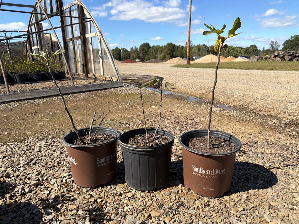 3count Little Miss Figgy Fig Tree 3 gal