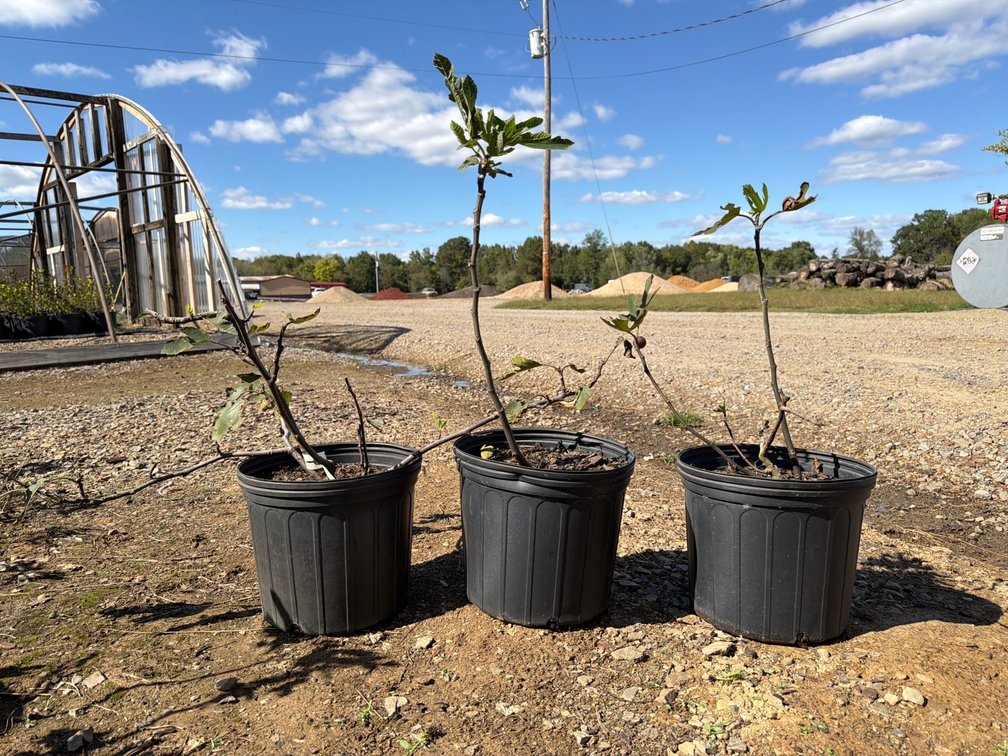 3count Little Miss Figgy Fig Tree 3 gal