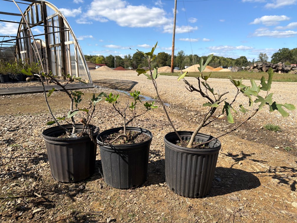 3count Little Miss Figgy Fig Tree 3 gal