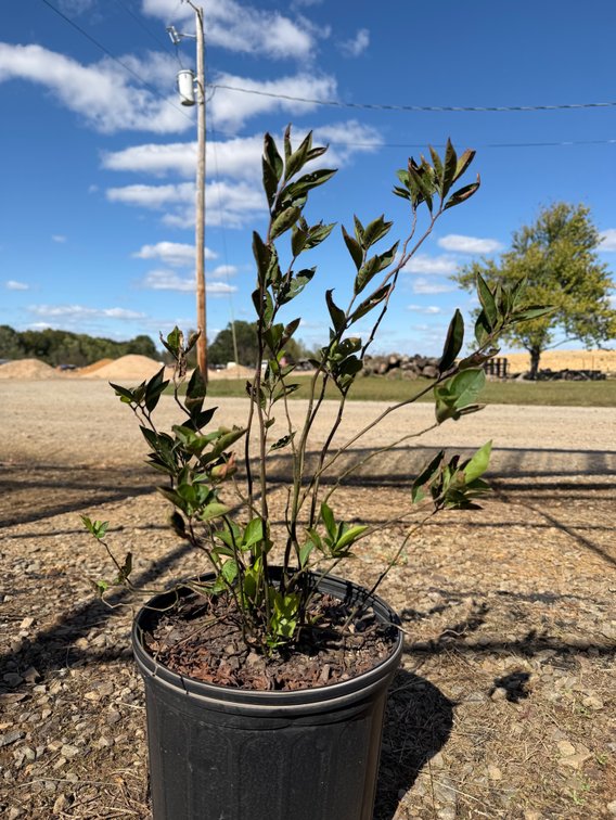 6count Virginia Sweetspire 3 gal