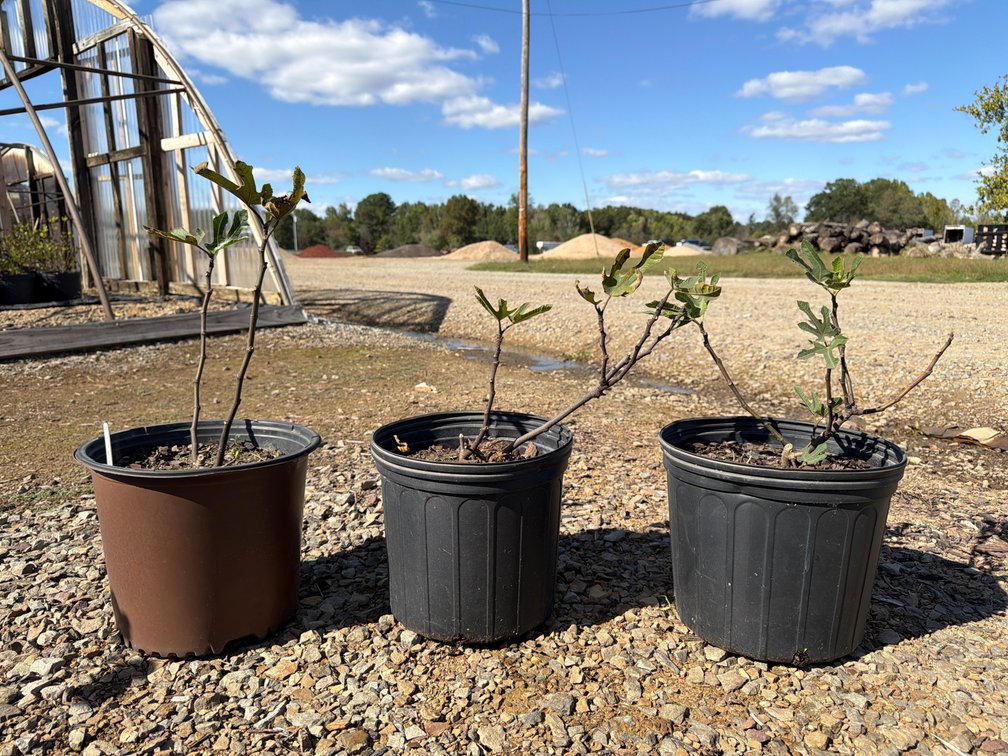 3count Little Miss Figgy Fig Tree 3 gal