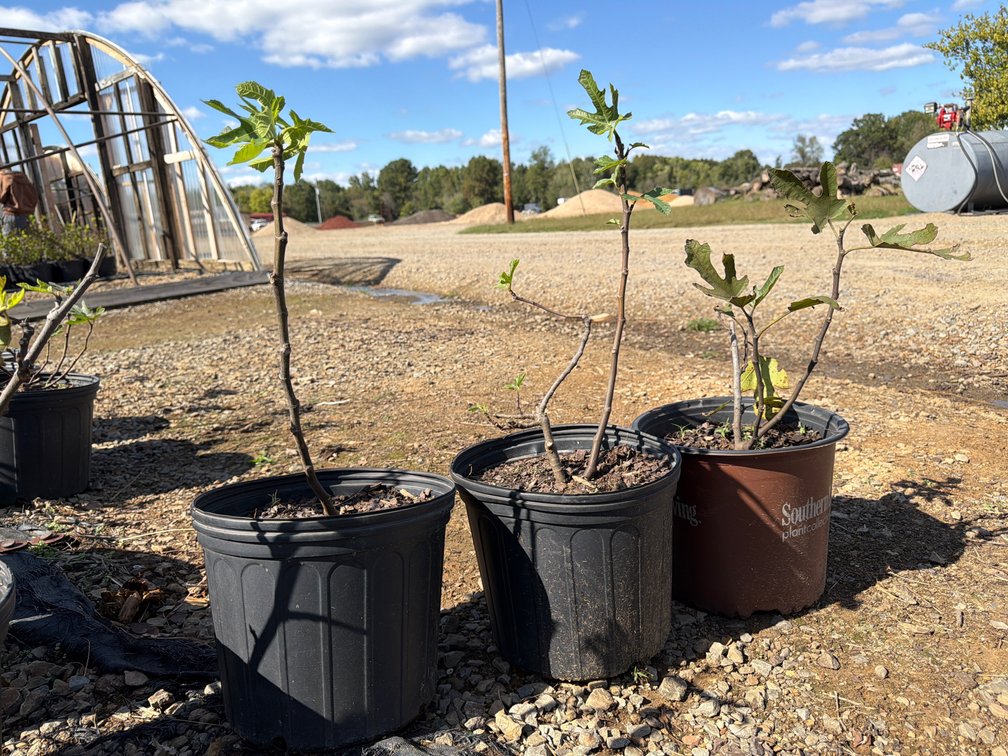 3count Little Miss Figgy Fig Tree 3 gal