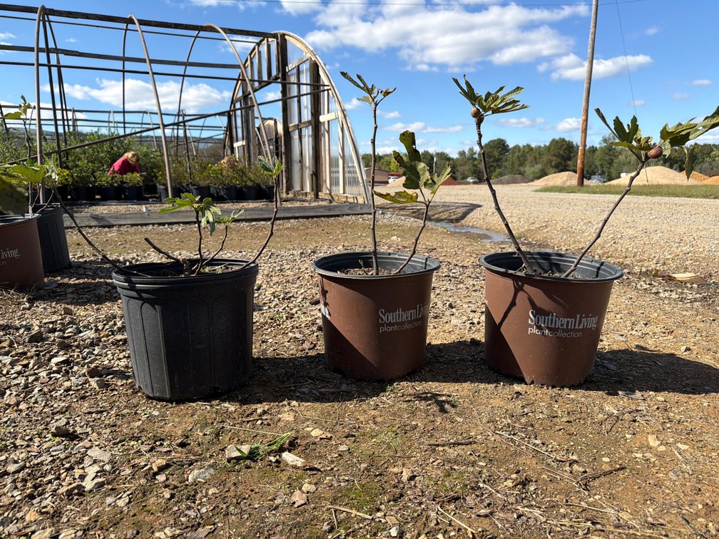 3count Little Miss Figgy Fig Tree 3 gal