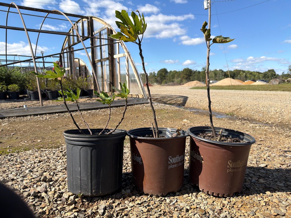 3count Little Miss Figgy Fig Tree 3 gal
