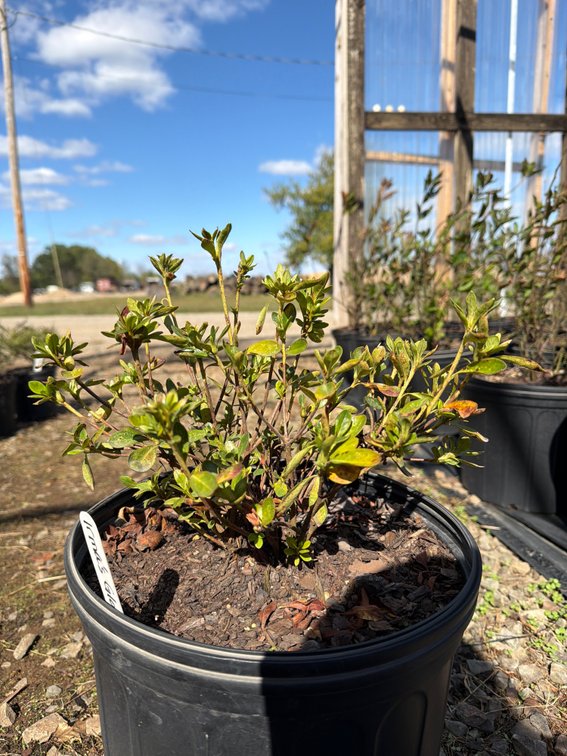 5count Azalea 3 gal