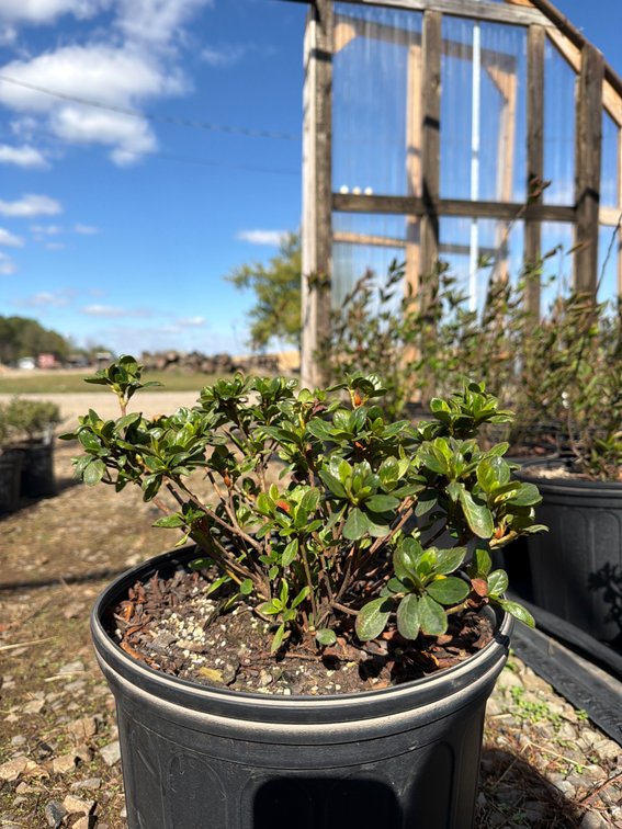 5count Azalea 3 gal