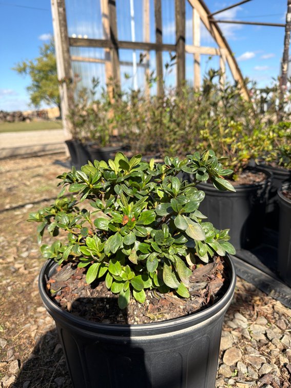 5count Azalea 3 gal