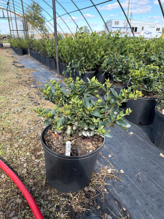 4count Wax Leaf Ligustrum 3 gal
