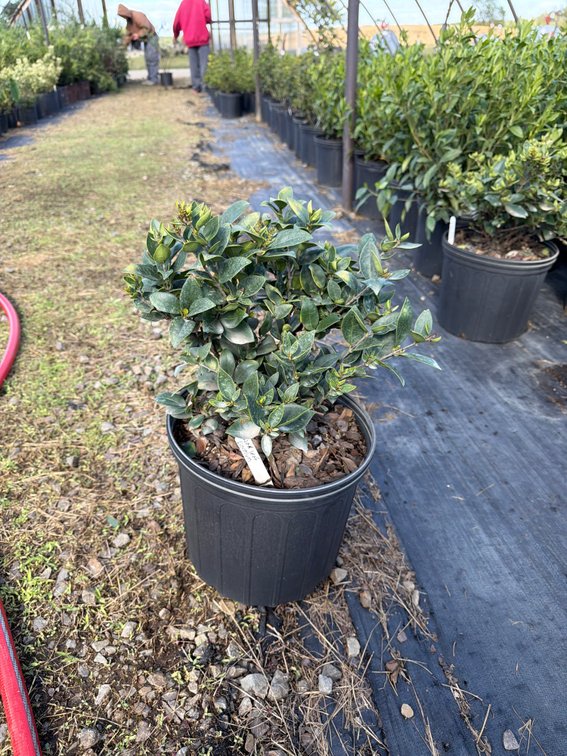 4count Wax Leaf Ligustrum 3 gal