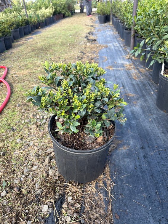 5count Wax Leaf Ligustrum 3 gal