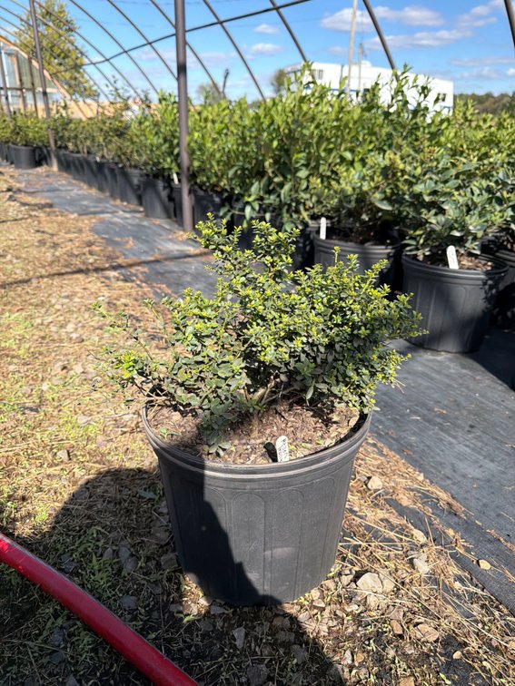 6count Helleri Holly 3 gal