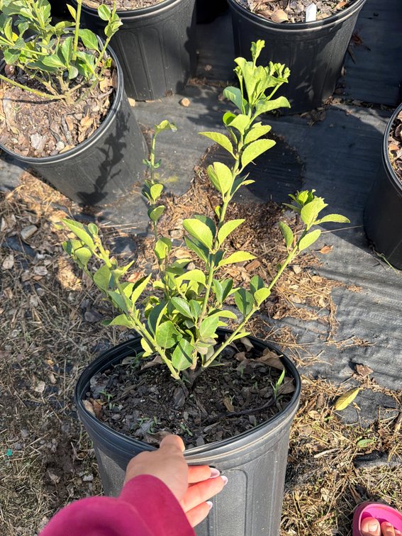 5count Golden Euonymous 3 gal