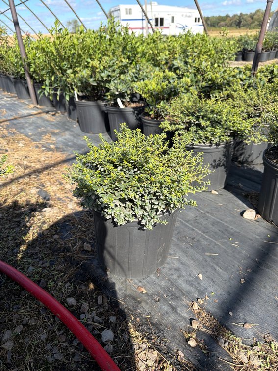 6count Helleri Holly 3 gal