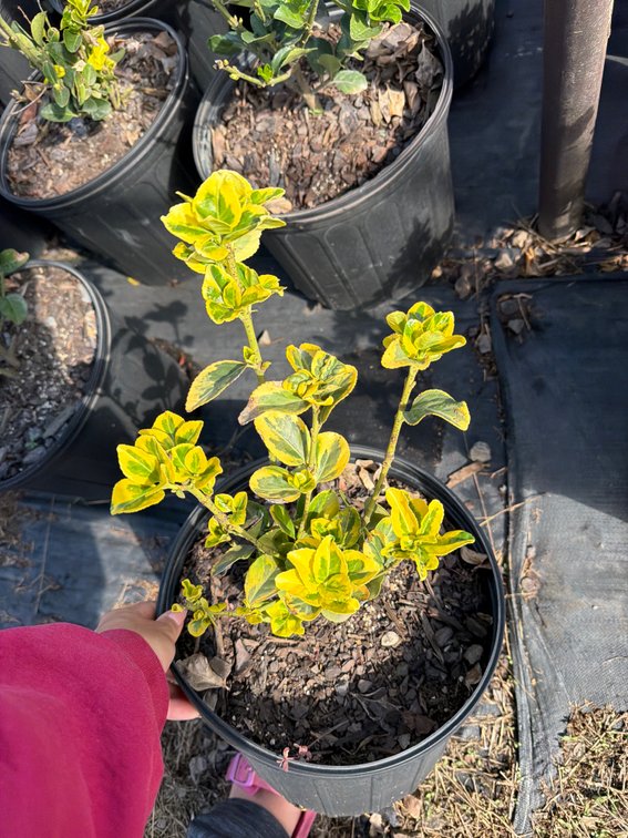 5count Golden Euonymous 3 gal