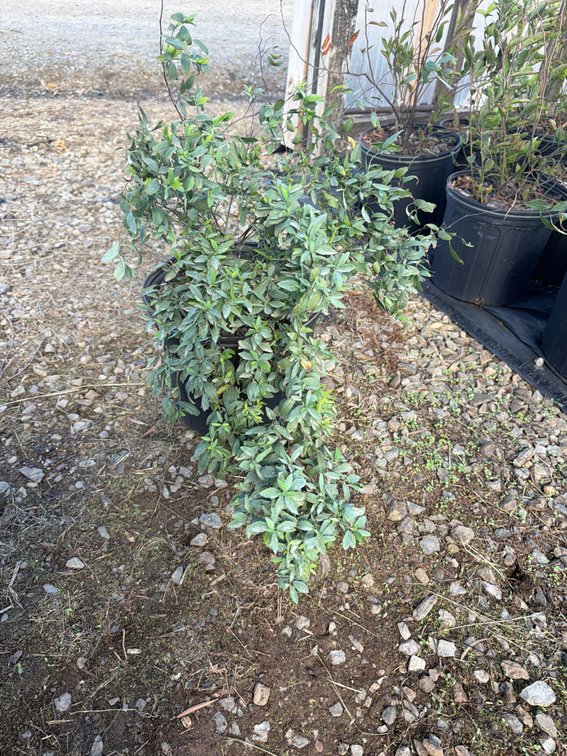 10count Bridal Wreath Spirea 3 gal