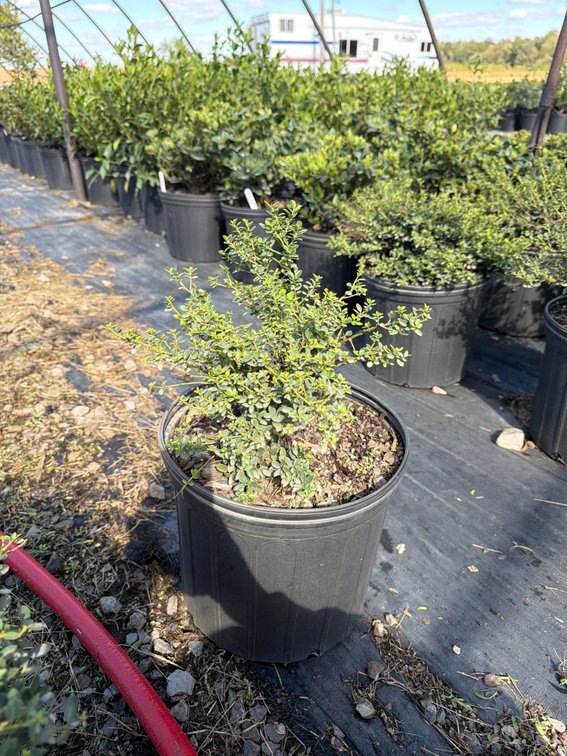 6count Helleri Holly 3 gal