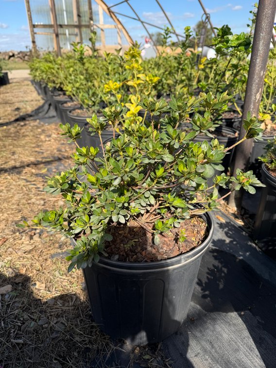 10count Fashion Azalea 3 gal