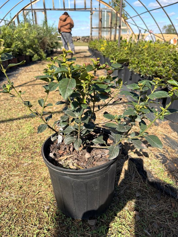 5count Tinus Viburnum 3 gal