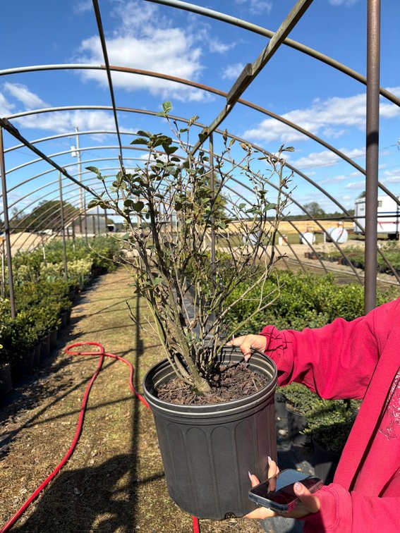 4count Forthergilla 3 gal