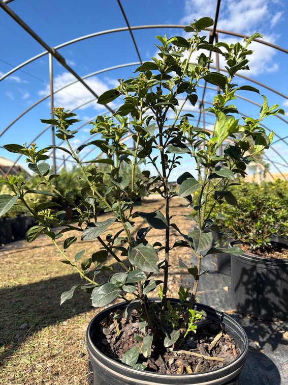 5count Tinus Viburnum 3 gal