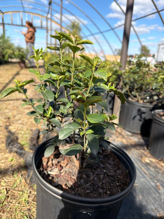 5count Tinus Viburnum 3 gal
