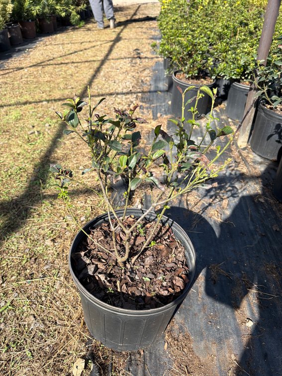 5count Tinus Viburnum 3 gal