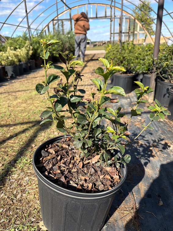 5count Tinus Viburnum 3 gal