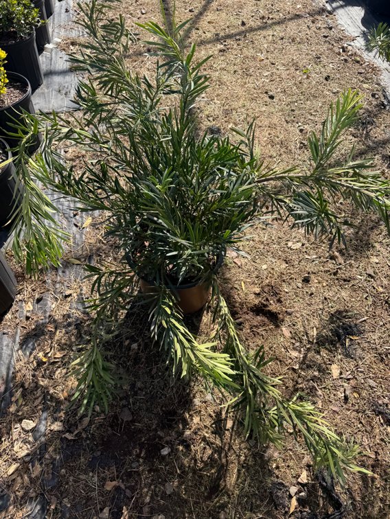 5count Mood Ring Podocarpus 3 gal