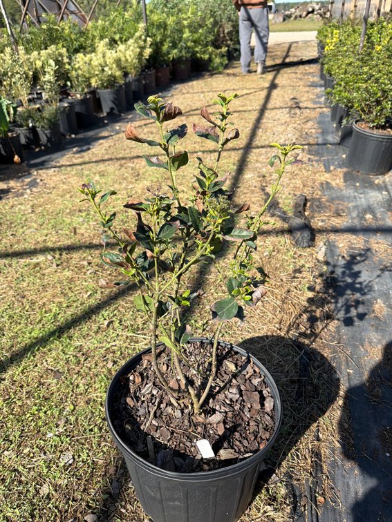 5count Tinus Viburnum 3 gal
