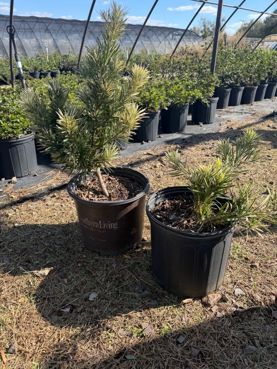 5count Roman Candle Podocarpus 3 gal