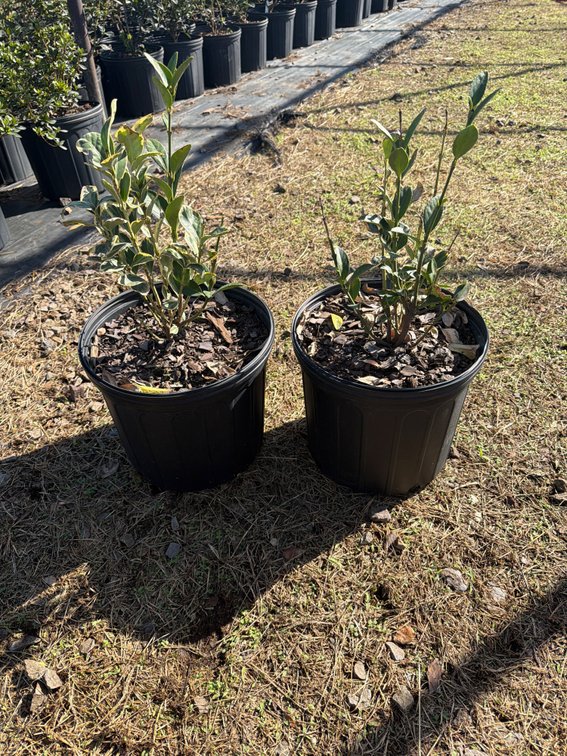 7count Silver Queen Euonymous 3 gal