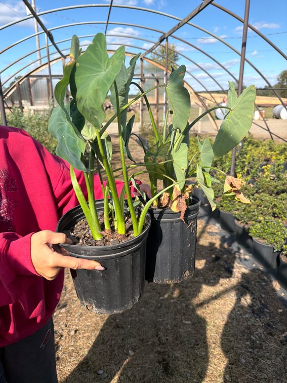 4count Elephant Ear 1 gal