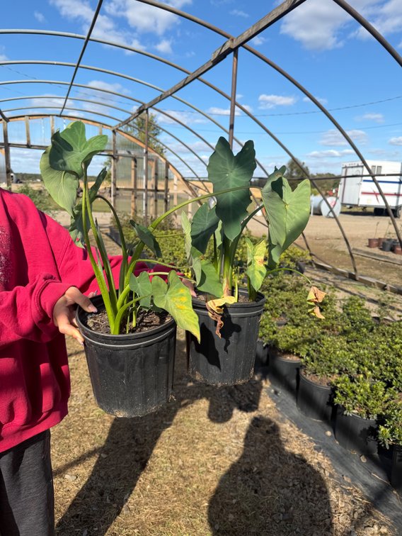 4count Elephant Ear 1 gal