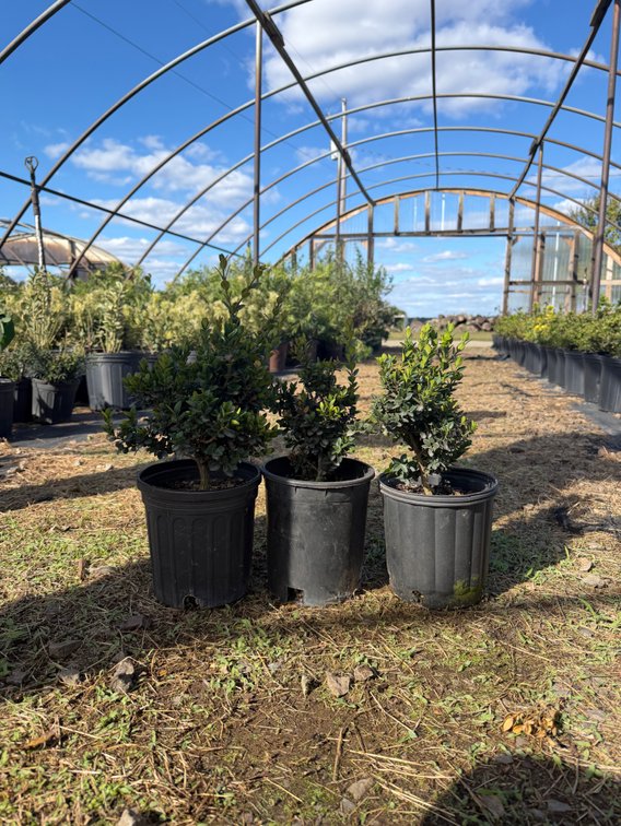11count Little Miss Boxwood 1 gal