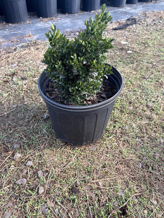 20count Little Miss Boxwood 3 gal