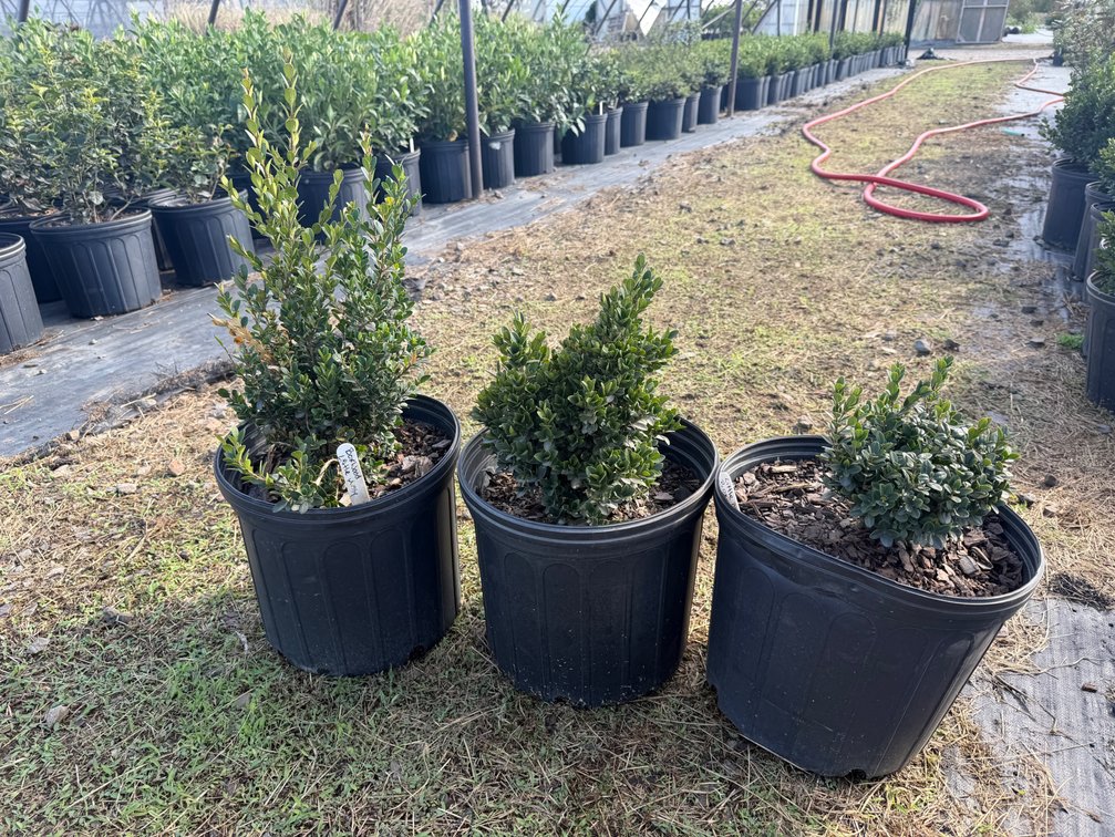 24count Little Miss Boxwood 3 gal