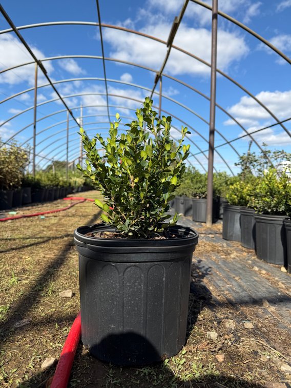 20count Wintergreen Boxwood 3 gal
